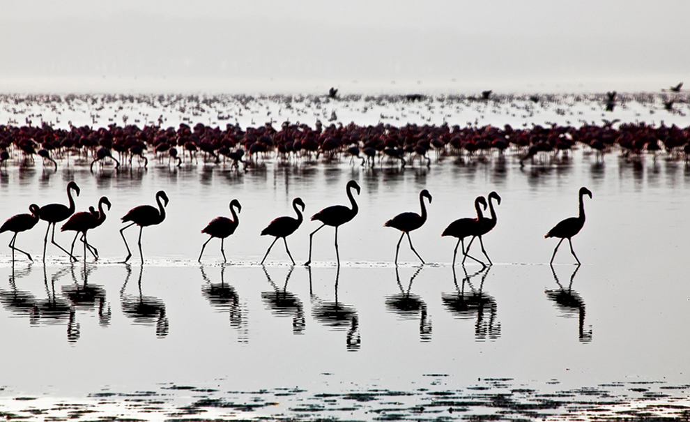 A large flock of flamingos in Lake Munyanyange, western Uganda.